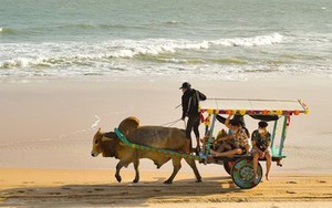 Dừng sử dụng xe bò chở khách du lịch trên bãi biển