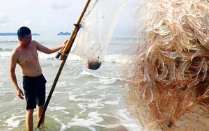 Món gỏi đặc sản chỉ xuất hiện dịp trở trời ở biển Vân Đồn