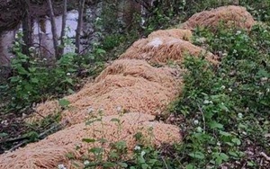 'Núi' mì nấu chín xuất hiện bí ẩn trong rừng ở Mỹ