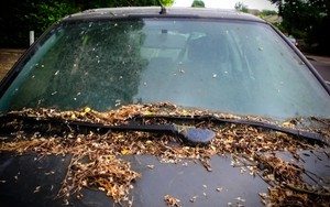 Có thể bạn chưa biết: Để lá cây rụng nhiều trên ô tô có thể khiến xe bị hư hỏng nặng nề