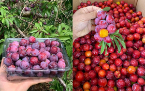 'Cherry Việt' đổ bộ thị trường, giá rẻ siêu đắt khách