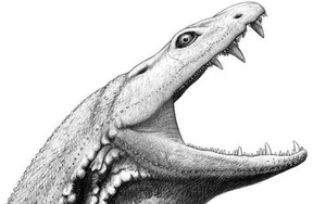 "Tái sinh" nòng nọc sát thủ khổng lồ: Quái vật bạo chúa già hơn khủng long