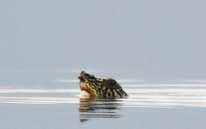 Dốc sức tìm thêm rùa Hoàn Kiếm ở hồ Đồng Mô