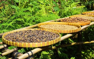 Nông sản giá rẻ ở Việt Nam được nước bạn ‘cải biến’ thành đặc sản: Giá ‘tăng chóng mặt’, 28 triệu đồng/kg vẫn đầy người mua