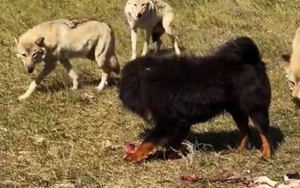 Bi kịch của chó ngao Tây Tạng
