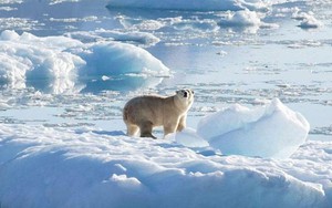 Bắc Cực có thể chứng kiến mùa hè không băng