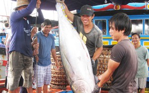 Trong 4 tháng, hai nước Mỹ Latin chi 12 triệu USD chỉ để mua một loại cá biển của Việt Nam, tăng gần gấp đôi năm ngoái