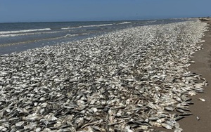 Video xác hàng nghìn con cá phủ kín bờ biển Texas