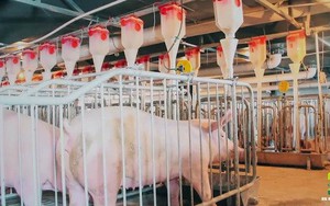 Hàng trăm nghìn chú lợn đi thang máy, ăn “cơm văn phòng” ở Trung Quốc và bài học cho Tập đoàn muốn làm “khách sạn lợn” đầu tiên ở Việt Nam