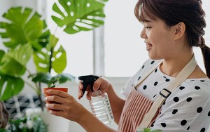 10 loại cây may mắn mang năng lượng tích cực cho ngôi nhà