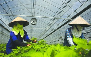 Đơn vị vừa thành công xuất khẩu vải thiều không hạt sang Châu Âu chính là DN chuyên bán rau tía tô "đếm lá ăn tiền" qua Nhật Bản