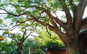 Hành trình nhân giống loại cây chỉ có một cá thể trên Trái đất