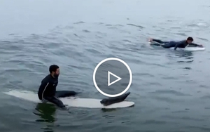 Hải cẩu con trèo lên ván người lướt sóng ngoài khơi bờ biển Mỹ