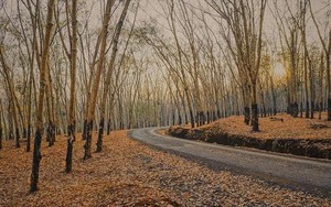 Chỉ một tháng, Trung Quốc mua cả trăm nghìn tấn ‘vàng trên cây’ của Việt Nam