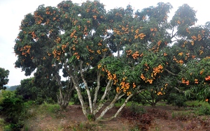 Loại quả bán la liệt ngoài đường tại Việt Nam, giá chỉ 10.000 đồng/kg, xuất ngoại thành hàng "hot", giá gần 1 triệu đồng/kg