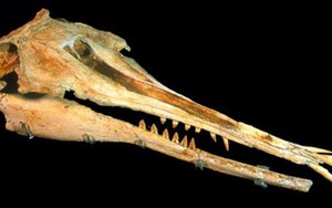 Phát hiện cá heo 25 triệu năm tuổi với hàm răng kỳ lạ