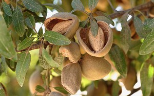 Ăn 1 nắm nhỏ hạt này mỗi ngày, vừa no lâu, giảm cân còn trẻ ra trông thấy