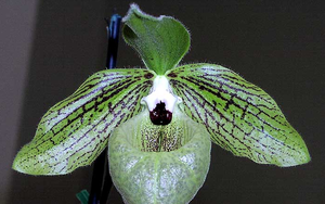 Bảo tồn các loài lan có nguy cơ tuyệt chủng