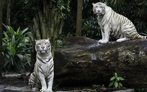 Thực tế đen tối và bi kịch của những con hổ trắng