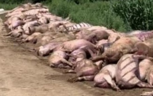 Mất điện đột ngột vào nửa đêm, gần 500 con lợn sốc nhiệt chết thảm