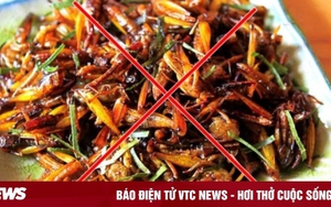 Ăn châu chấu rang, người đàn ông nhập viện khẩn
