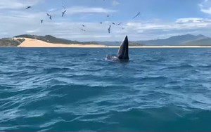 Khoảnh khắc cặp cá voi xuất hiện ở biển Đề Gi