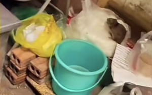 Công an xác minh quán ăn tại Hà Nội có con chuột 'chễm chệ' trên túi bún