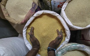 “Ngũ cốc của người nghèo” nay đã lên thực đơn được gắn sao Michelin: Trở thành cái tên vàng của năm 2023, các công ty lớn đổ xô vào tìm cách chế biến