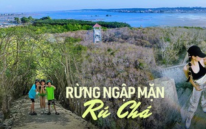 "Đổi màu" giữa mùa hè, khu rừng ngập mặn duy nhất ở Huế trở thành điểm đến của các gia đình