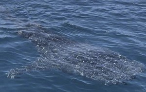 Cá mập voi bơi lội tung tăng ở vùng biển Bình Định