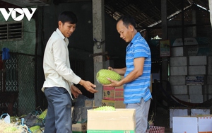 Giá mãng cầu xiêm cao kỷ lục