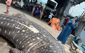 Phát hiện cá nhám voi dài 8 m trôi dạt vào bờ biển