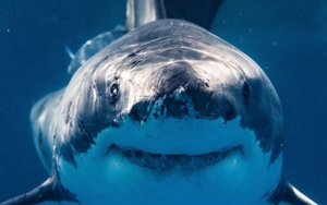 Cá mập có thể đang ăn "thuốc phiện" hàng ngày tại biển Florida