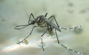 3 quan điểm sai lầm khi diệt muỗi khiến muỗi "khỏe" lên, sinh sôi tốt hơn