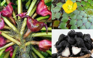 Loại củ xấu xí nhưng khiến nhiều người “mê mẩn”