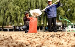 Điểm danh các mặt hàng nông sản xuất khẩu tỷ USD trong 6 tháng đầu năm, quán quân tăng mạnh đến 182%