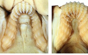 Phát hiện loài cá mập mới có răng hàm giống người