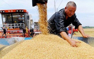 Vựa lúa của Trung Quốc bị ‘nứt’