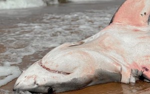 Vì sao cá mập trắng chết đói?