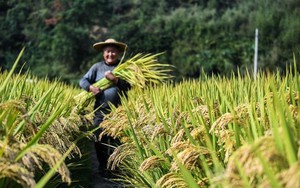 Lý do Trung Quốc đang đau đầu tìm cách 'nuôi' 1,4 tỷ dân