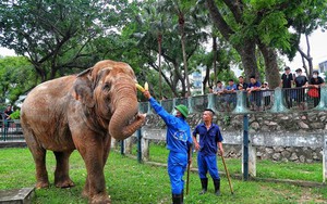 Người dân phấn khởi khi hai con voi ở Vườn thú Hà Nội đã được đi lại tự do