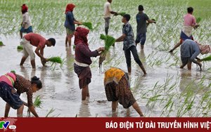 Ấn Độ đối mặt với tháng 8 mưa ít kỷ lục, đe dọa mùa màng