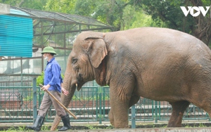 Voi ở vườn thú Hà Nội được chăm sóc như thế nào?