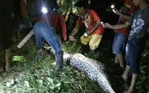 Tìm thấy thi thể người đàn ông mất tích khi mổ bụng trăn khổng lồ