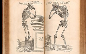 Ngự y say mê giải phẫu