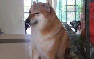 Chú chó Shiba nổi tiếng được chế meme nhiều nhất mạng xã hội qua đời ở tuổi 12