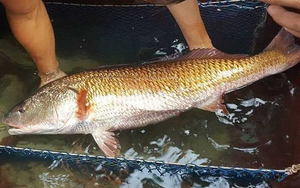 Một loại cá có ở Việt Nam được cả thế giới “săn lùng”: 1kg bong bóng giá hơn 1 tỷ đồng, ngư dân bắt được 1 con là đủ ăn cả đời