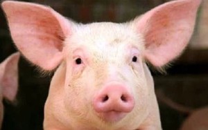 Bộ phận quý giá nhất của con lợn là gì?