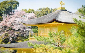 Một ngôi chùa dát vàng cực hút khách ở Nhật Bản, có lịch sử hơn 600 năm, tượng trưng cho thiên đường hạnh phúc