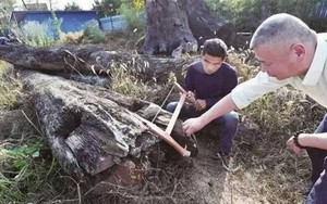Người đàn ông khoe "vớt" được khúc gỗ đen sì dài 19m, nặng 5.000kg: Chuyên gia lập tức đến nhà, "báu vật" 66 tỷ đồng lộ diện